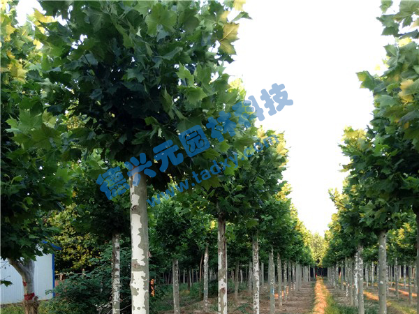 �c���鿴Ԕ����Ϣ��(bi��o)�}����ͩ ��x�Δ�(sh��)��2537