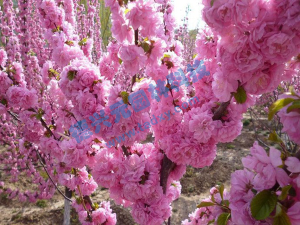 �c���鿴Ԕ����Ϣ��(bi��o)�}���ѻ� ��x�Δ�(sh��)��2109